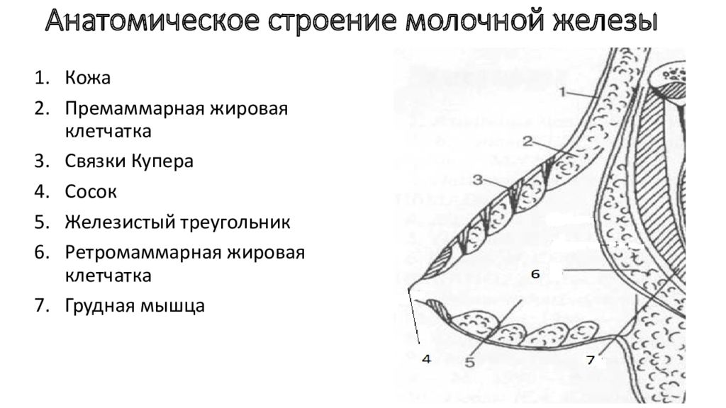 Желез молока. Связка Купера молочной железы анатомия. Молочная железа связки Купера. Молочная железа собаки анатомия. Схема анатомического строения молочной железы.