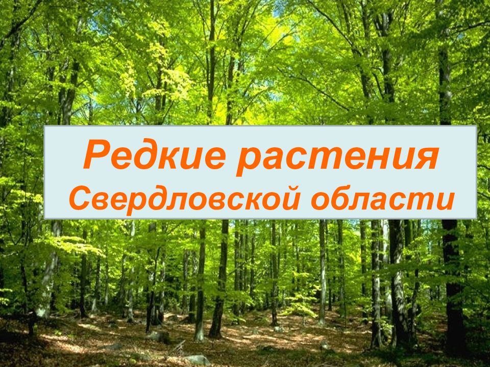 Редкие растения Свердловской области