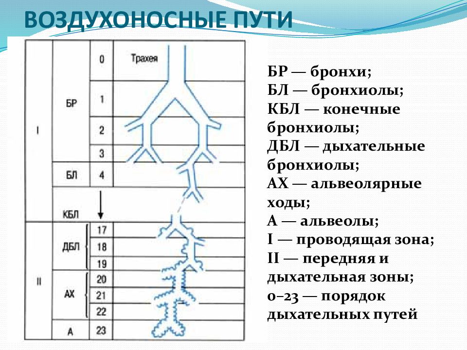 Проводящая зона легких согласно схеме вейбеля продолжается до образований порядка