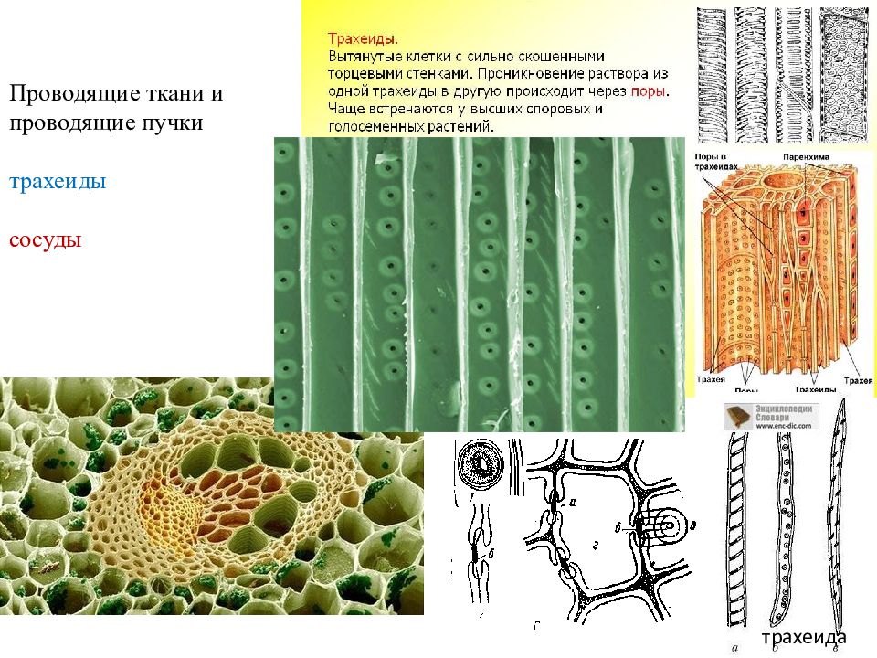 Проводящая ткань растений функции и особенности строения. Проводящая ткань трахеиды образовательная ткань. Трахеиды ткани растений. Рисунок сосуды и трахеиды ткани. Строение проводящей ткани листа.