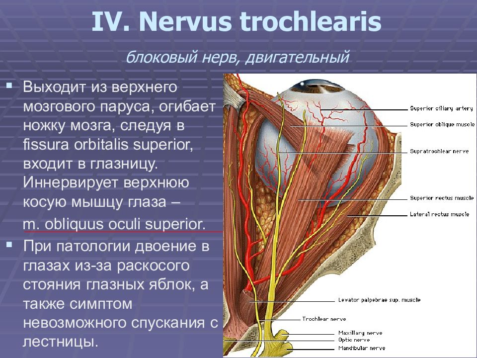 Место нерв. Блоковый нерв иннервирует. IV пара –– блоковый нерв (n. trochlearis). Трохлеарис нерв. Блоковый нерв иннервация.