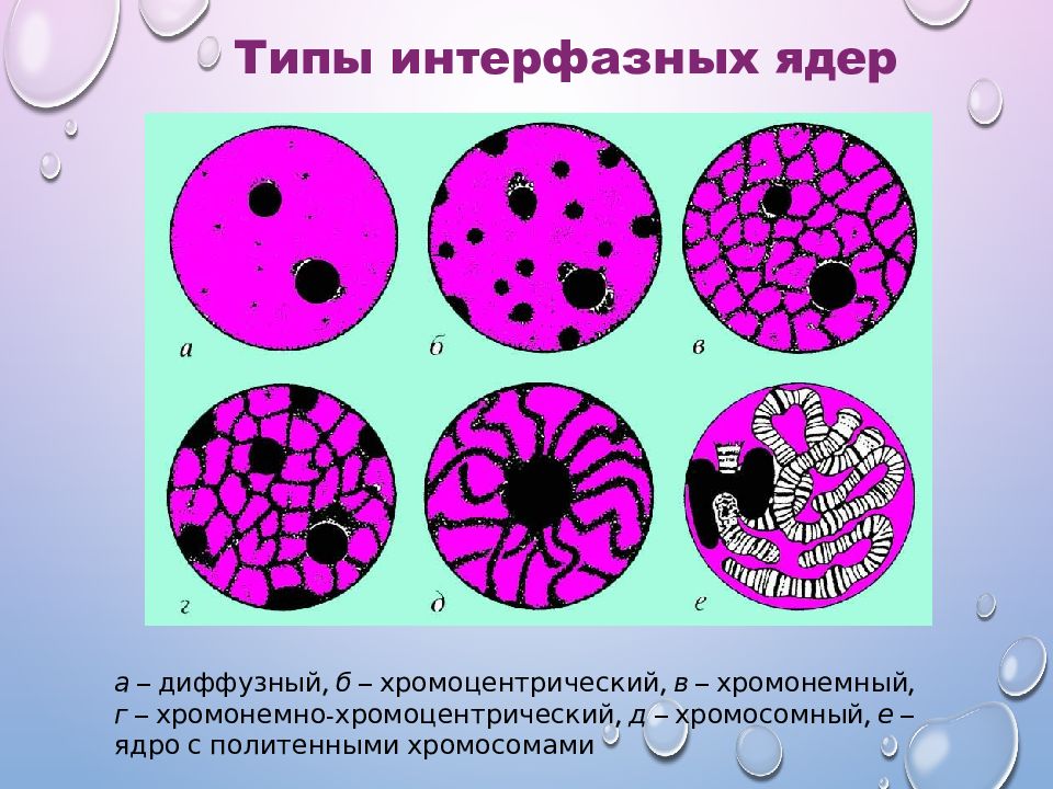 Многоядерные клетки. Интерфазное ядро. Интерфазное ядро клетки. Типы интерфазных ядер. Виды многоядерных клеток.