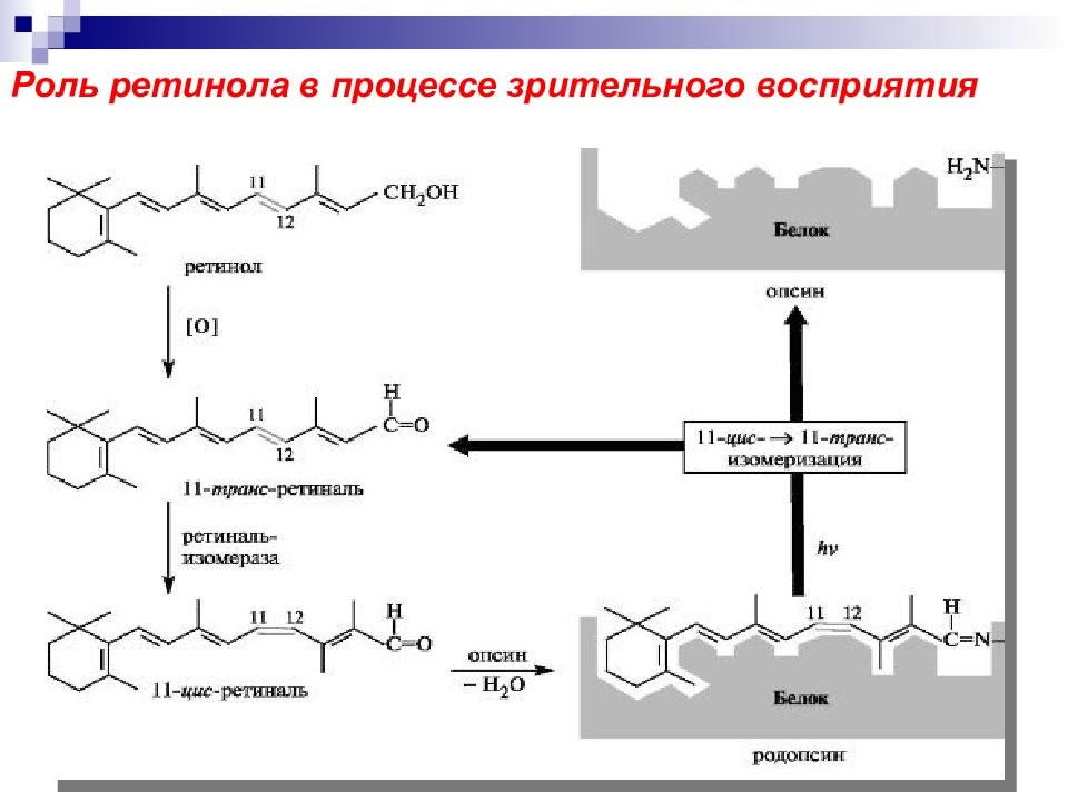 Реакция 12. Превращение ретинола в ретиналь. Ретиналь структурная формула. Ретинол ретиналь ретиноевая кислота. Ретинол ретиналь формула.