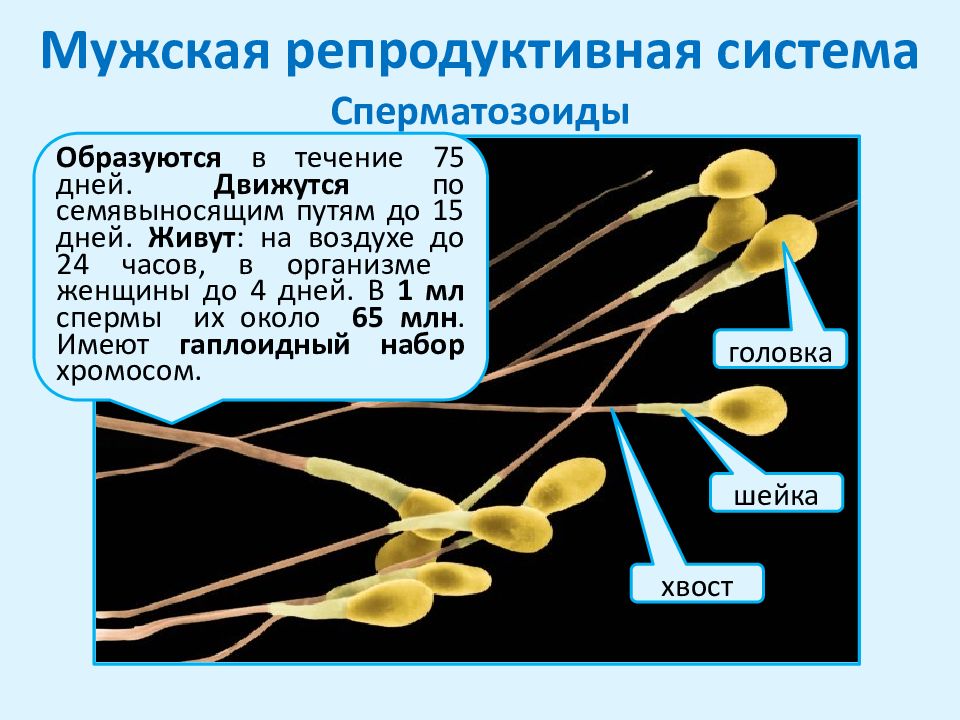 Репродуктивная система мужчины презентация