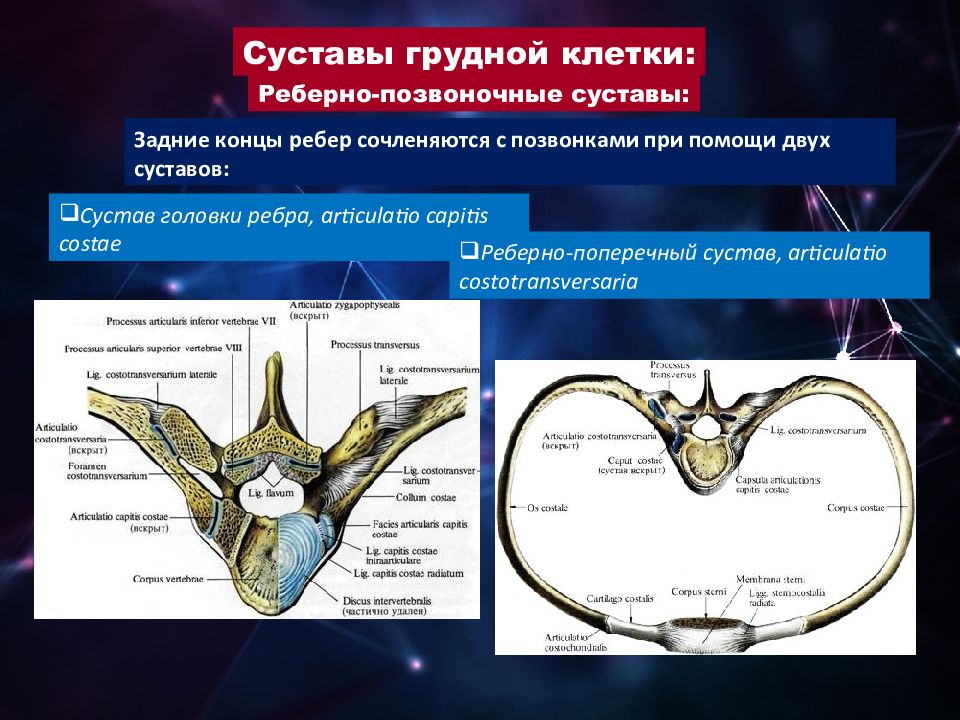 Реберно позвоночный сустав. Сустав головки ребра медунивер. Соединение ребер с позвонками и грудиной. Сустав головки ребра и реберно поперечный сустав. Реберно поперечный сустав медунивер.