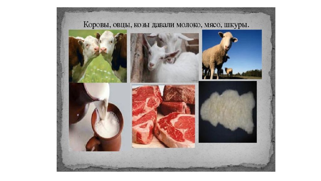 Молоко занявшее первое место. Мясо и молоко. Польза домашних животных. Коровы овцы козы. Коза шерсть молоко мясо.