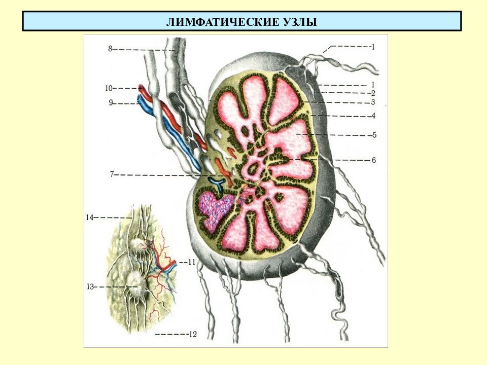 Бараньи лимфоузлы. Строение лимфатического узла. Схема строения лимфатического узла. Лимфатический узел рисунок. Лимфатический узел в разрезе.