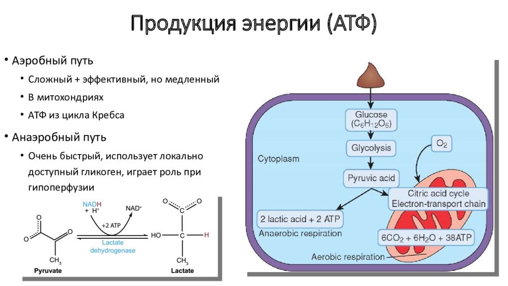 В результате гликолиза образуется атф. Цикл Кребса схема в митохондриях. Аэробный гликолиз образование лактата. Синтез АТФ В митохондриях схема. Цикл Кребса энергия АТФ.