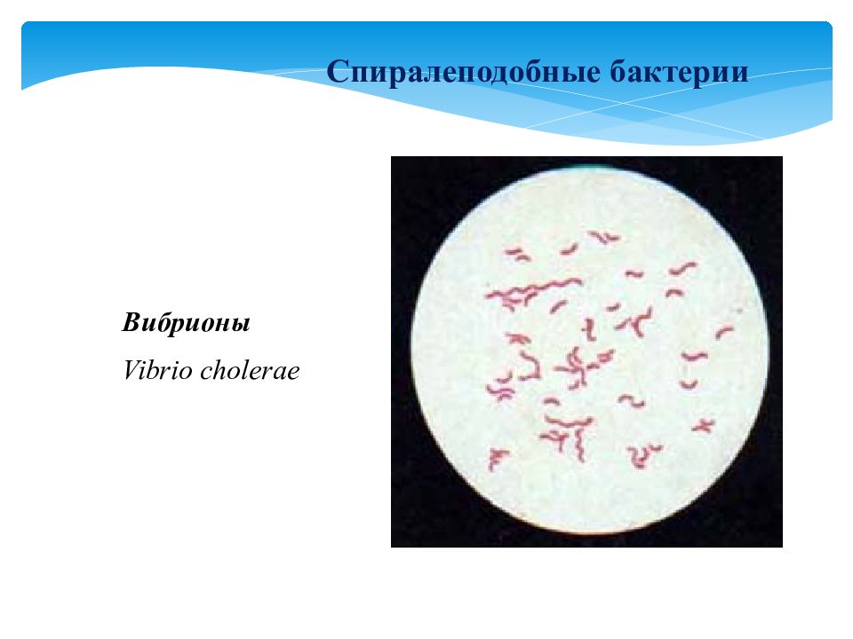 Форма бактерии вибрионы рисунок