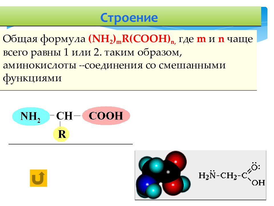 Амины аминокислоты белки презентация