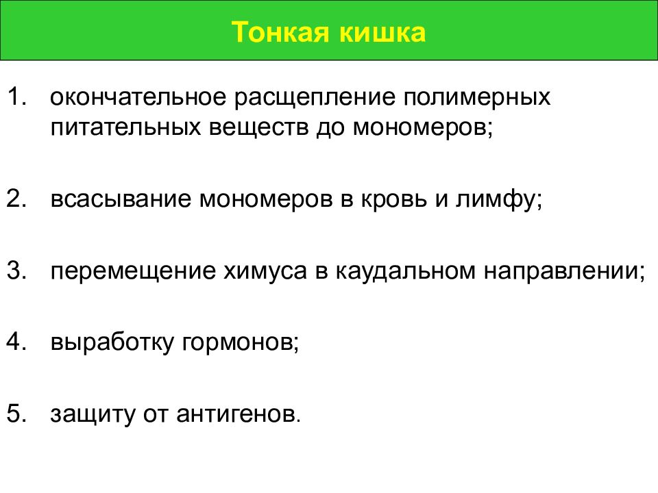 Вещества расщепляющиеся в тонком кишечнике. Окончательное расщепление. Тонкие подсистемы. Тонкая система.