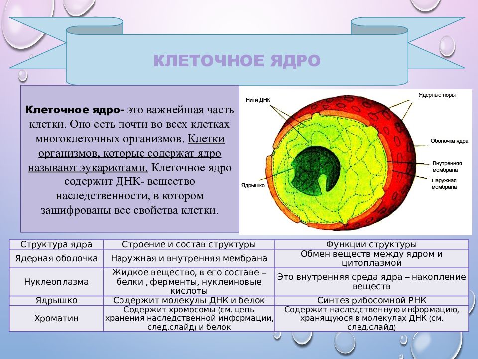 Схема строения ядра клетки