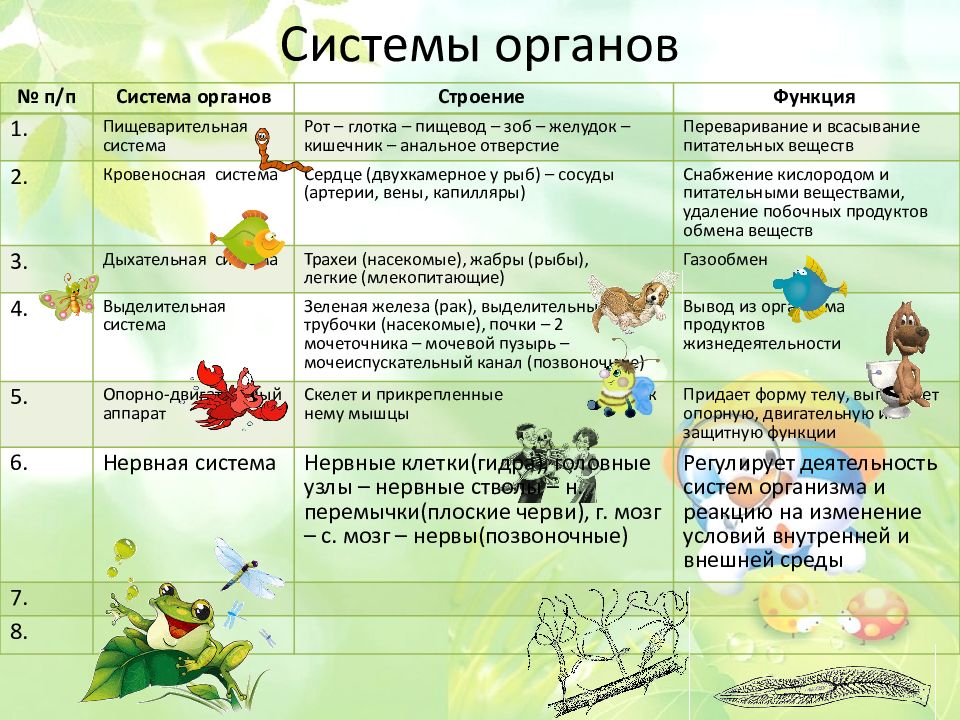 Презентация здоровье человека и безопасность жизни 5 класс фгос сонин