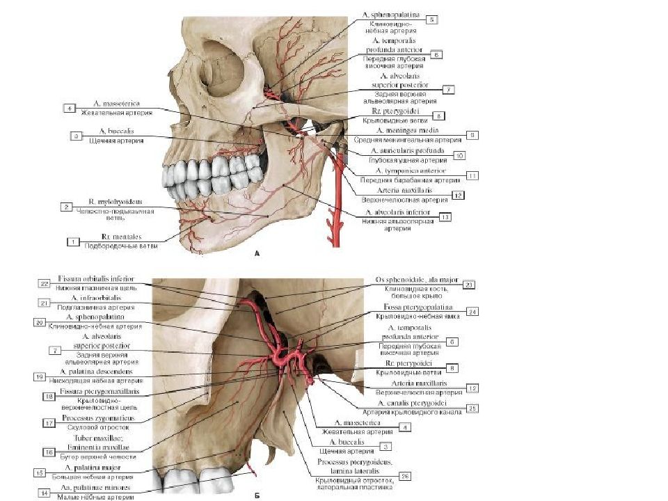 На нижней ветви. Нижнечелюстной отдел верхнечелюстной артерии. Нижнечелюстная артерия анатомия. Крылонебный отдел верхнечелюстной артерии. Нижняя альвеолярная артерия топография.