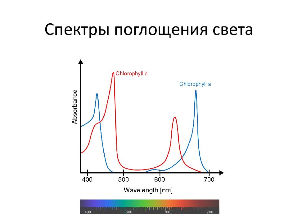 Спектры поглощения хлорофиллов. Спектр цвета фотосинт ез. Спектр поглощения пигмента хлорофилла. Спектры фотосинтеза. Хлорофиллы поглощают свет