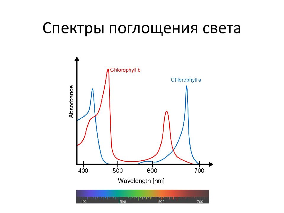 Хлорофиллы поглощают свет