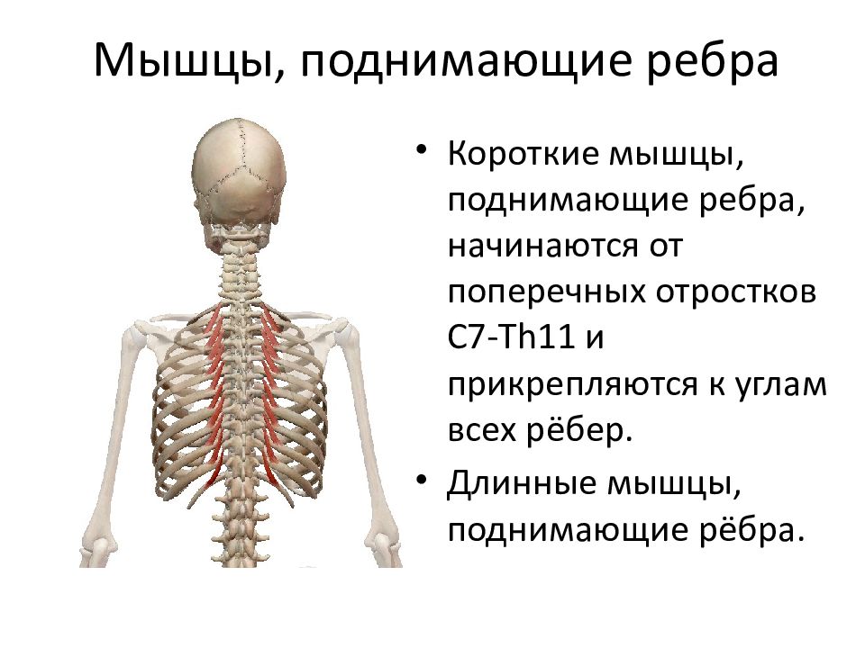 Короткие мышцы