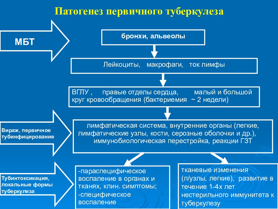 Туберкулез патогенез. Патогенез первичной туберкулёзной инфекции. Патогенез первичной туберкулезной инфекции. Патогенез развития вторичного туберкулеза. Патогенез вторичного туберкулеза схема.