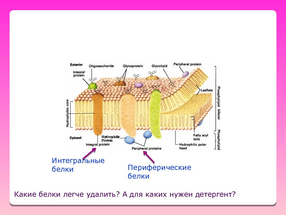 Интегральный белок. Периферические мембранные белки функции. Интегральные белки мембраны представители. Периферические и Интегральные белки мембраны функции. Интегральные полуинтегральные и периферические белки функции.