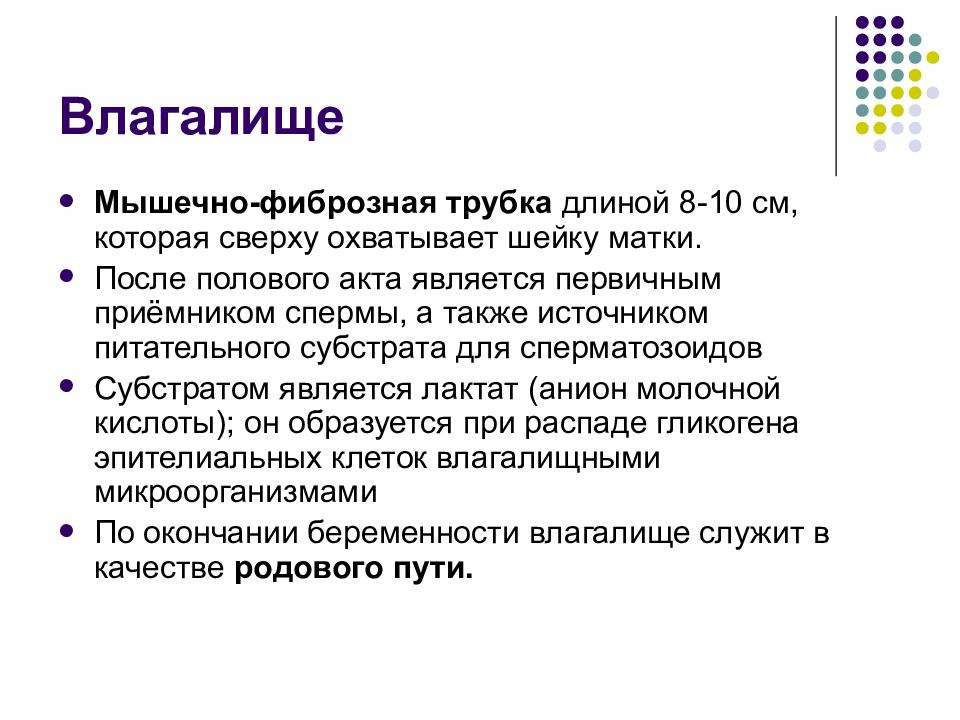 Строение вагины. Влагалище мышечно - фиброзная трубка. Строение и функции влагалища. Особенности строения влагалища. Функции влагалища у женщин.