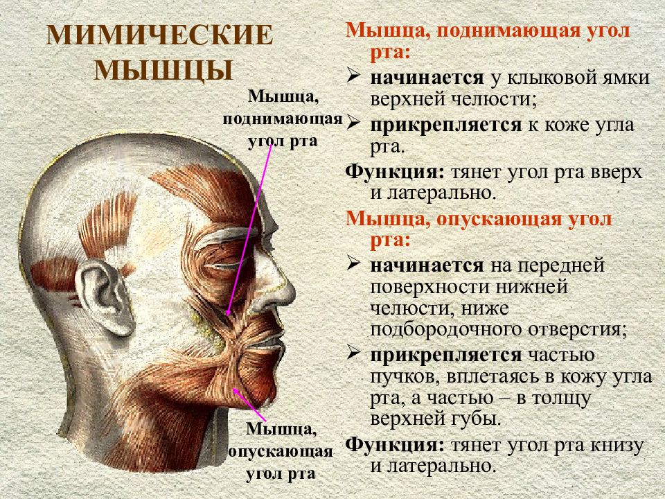 Функции мимических мышц