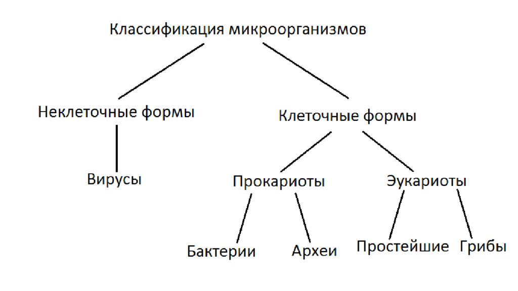 Морфология биология систематика