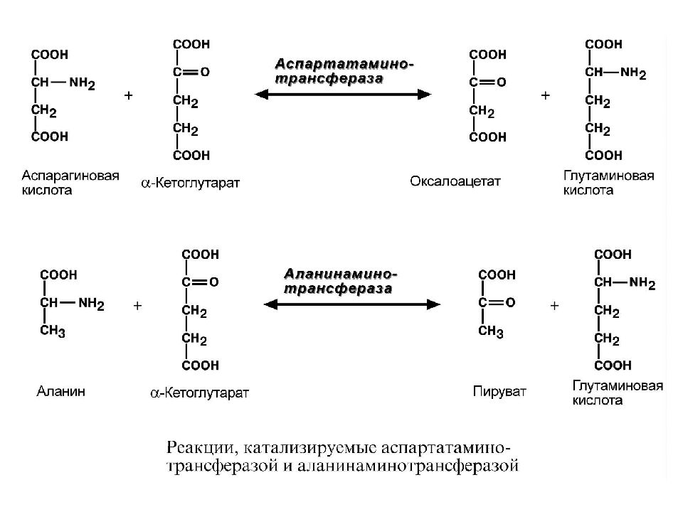 Тест аминокислоты белки. Белки аминокислоты. Аминокислоты белки презентация. Факторы, влияющие на заряд аминокислот и белков. Аминокислоты белки применение.