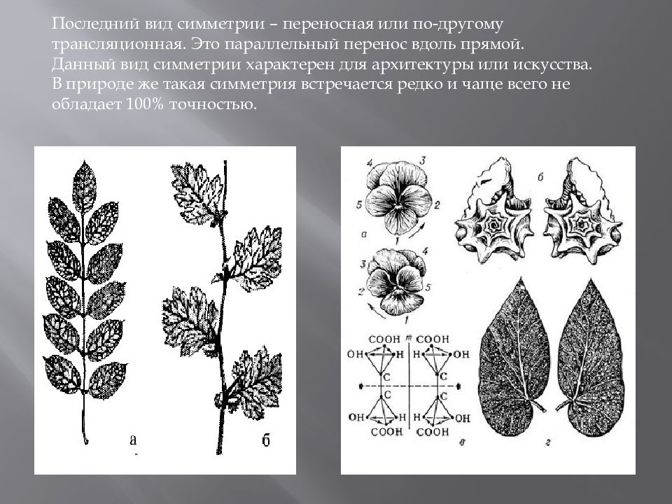 Скользящая симметрия в природе картинки