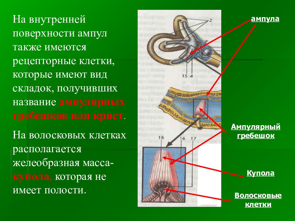 Рассмотрите рисунок 17 укажите основные части вестибулярного аппарата каковы их функции