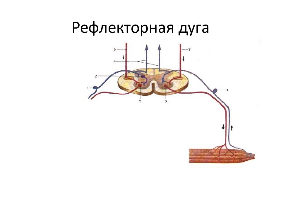 Условная рефлекторная дуга. Дуга безусловного рефлекса. Рефлекторная дуга безуслов. Безусловная рефлекторная дуга. Рефлекторная дуга пищевого рефлекса.