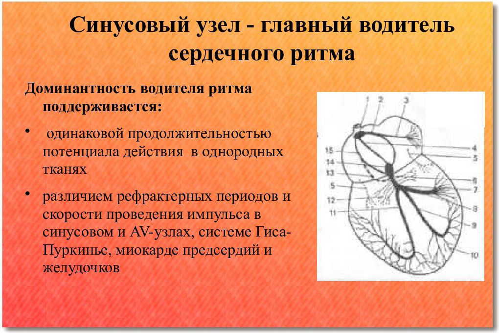 Водитель сердца. Синусовый узел. Синусовый водитель ритма. Несинусовый водитель ритма. Водители ритма сердца.