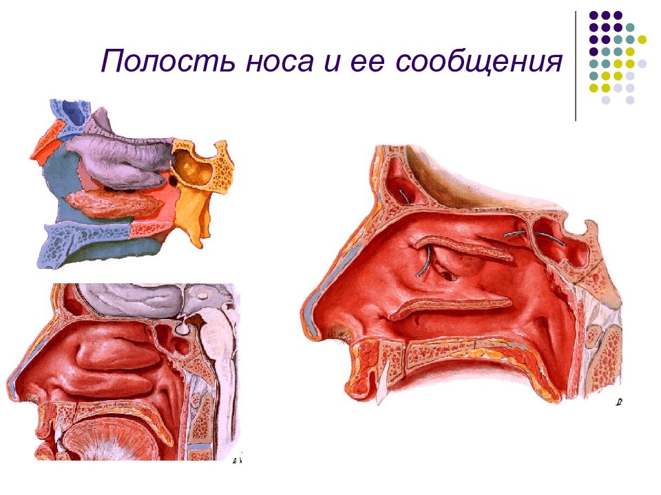 Верхние ходы. Полость носа. Носовые ходы полости носа.