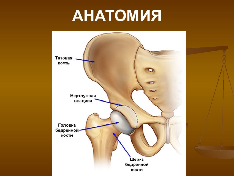 Где шейка. Вертлужная впадина анатомия человека. Вертлужная впадина тазобедренного сустава. Вертлужная впадина строение анатомия. Вертлужная впадина тазобедренного сустава фото.