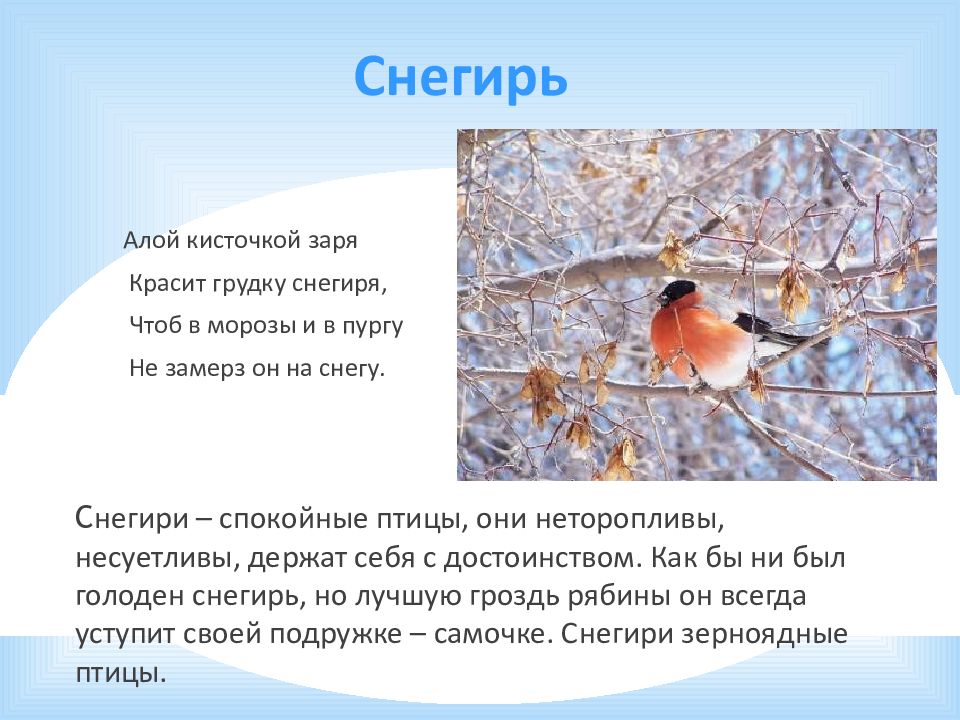 алой кисточкой заря красит грудку. алой кисточкой заря красит грудку снегиря. стихотворение про снегиря для детей. тактильная книжка лесные животные. алой кисточкой заря красит грудку.