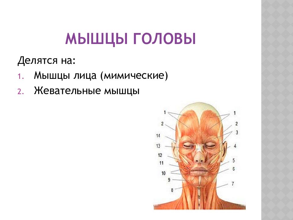 Мышцы головы и шеи анатомия презентация