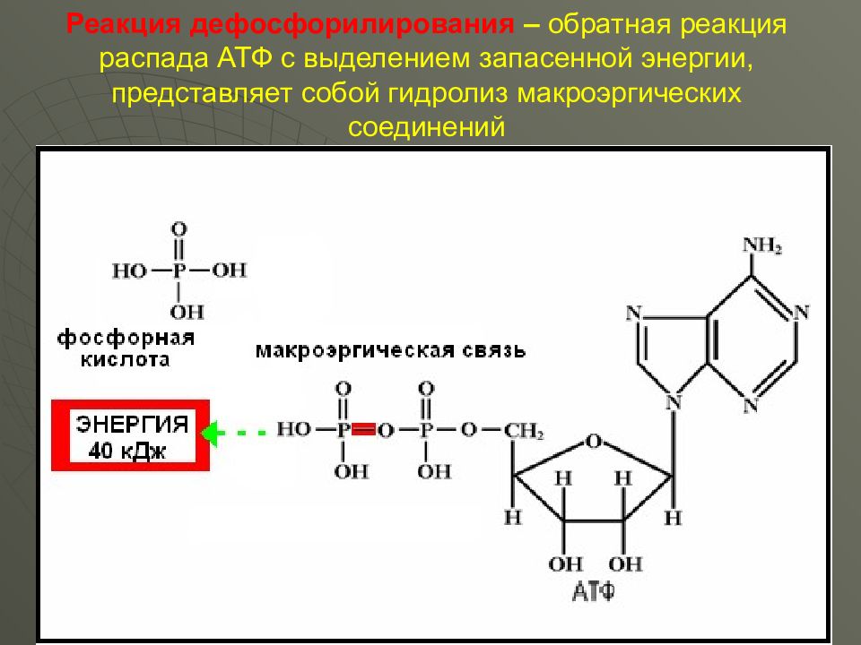 Распадается атф. Реакция дефосфорилирования АТФ до АДФ. Дефосфорилирования 5´-дезоксиадениловой кислоты.