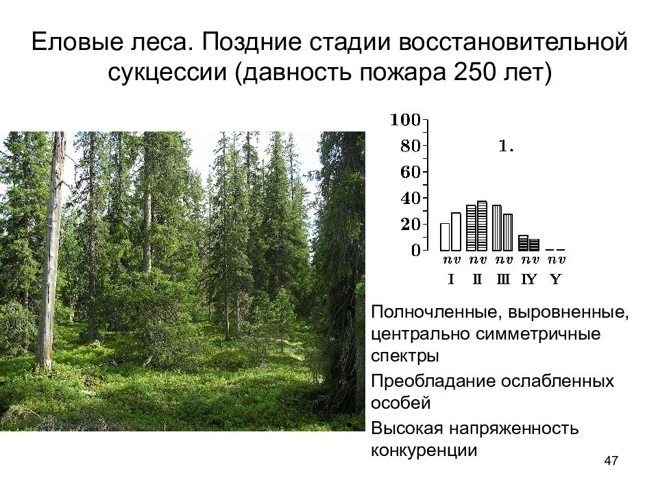 Условия формирования елового леса. Сукцессия после пожара в лесу. Этапы сукцессии после пожара. Восстановление елового леса. Восстановление леса после пожара сукцессия.