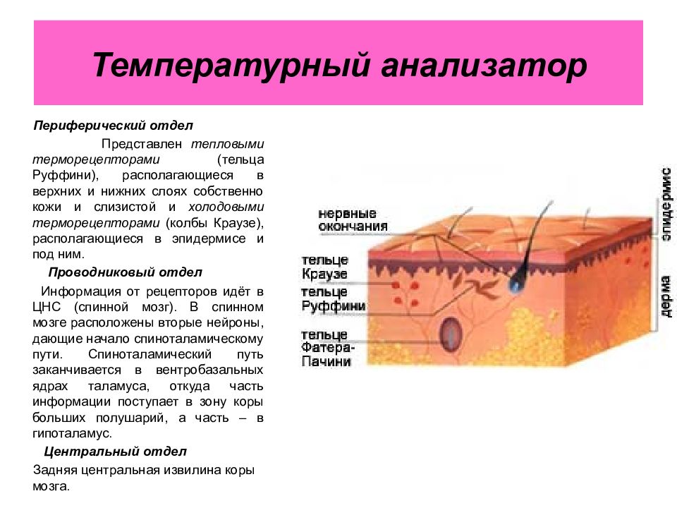 Кожная сенсорная система презентация