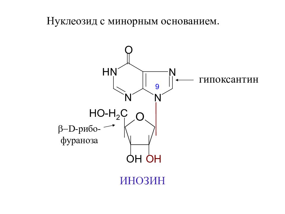 Гипоксантин. Минорные основания нуклеиновых кислот. Минорные пуриновые нуклеотиды. Инозин формула биохимия. Азотистые основания гипоксантин.