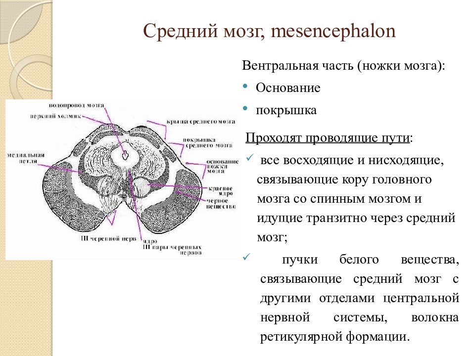 Функции структур среднего мозга. Средний мозг рисунок. Средний мозг неврология. Средний мозг водопровод. Покрышка среднего мозга.