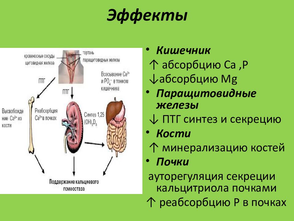 Спазмофилия презентация по педиатрии