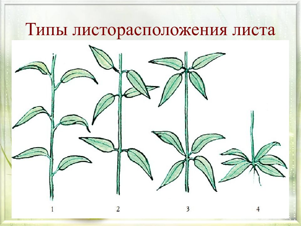 Супротивное листорасположение примеры картинки