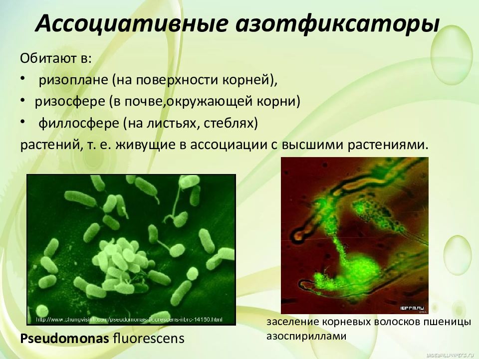 Азотфиксирующие бактерии презентация
