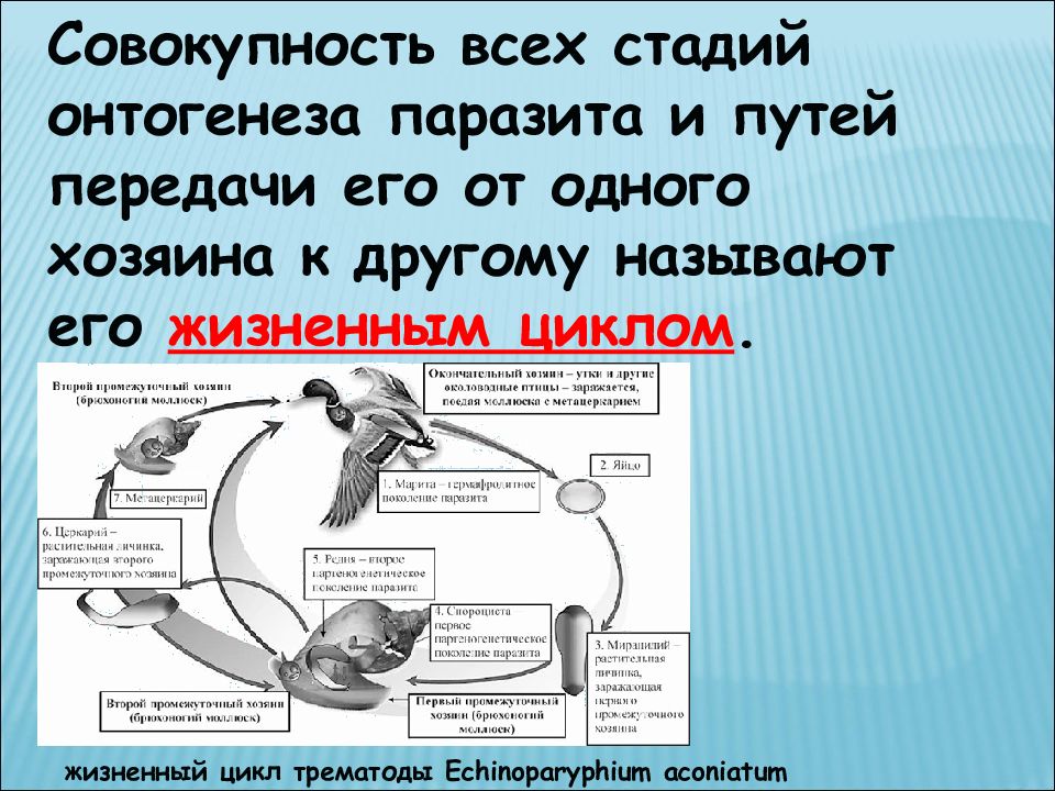 Полная совокупность. Жизненный цикл это в паразитологии. Паразитология пути передачи. Жизненный цикл по паразитологии. Жизненный цикл Echinoparyphium.