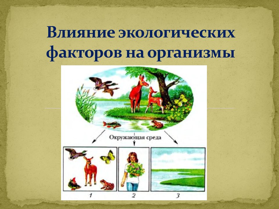 Влияние антропогенных факторов на организмы презентация 9 класс