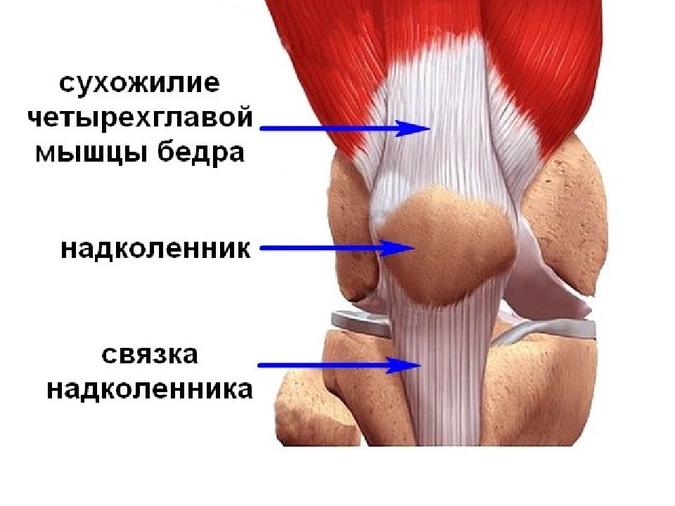 Мышцы на коленном суставе фото