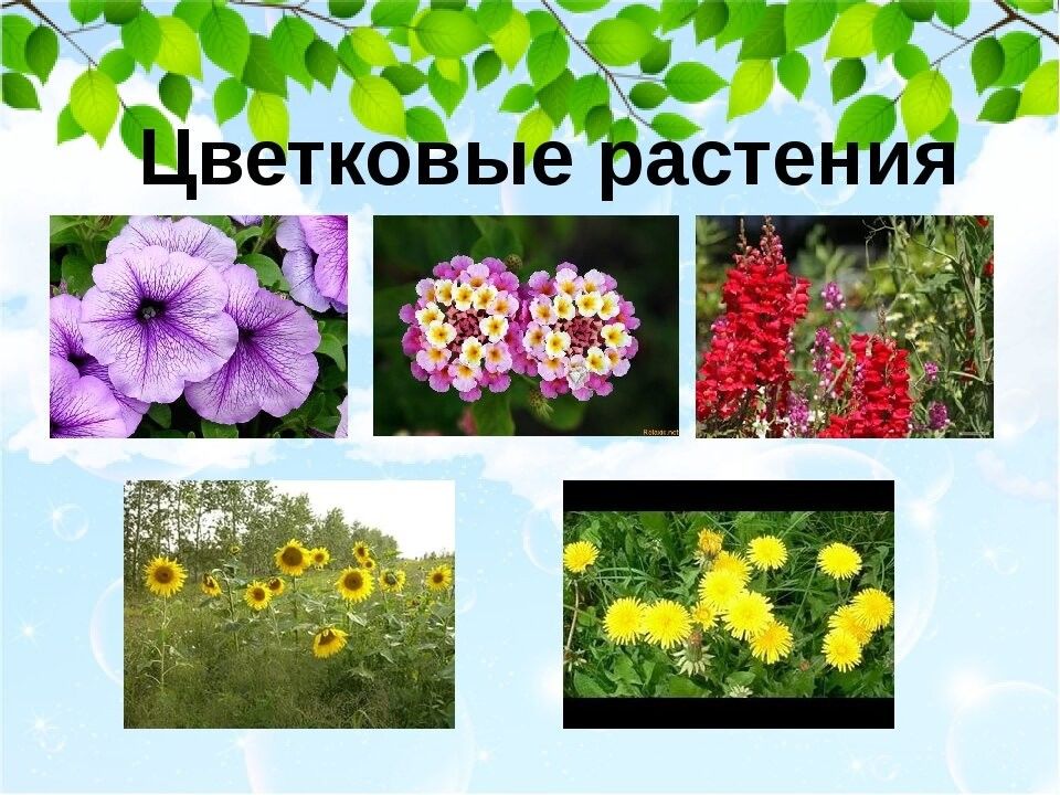 Цветок 3 класс. Цветковые растения. Цветковые растения названия. Wdtnrjdstрастения названия. Три вида цветковых растений.