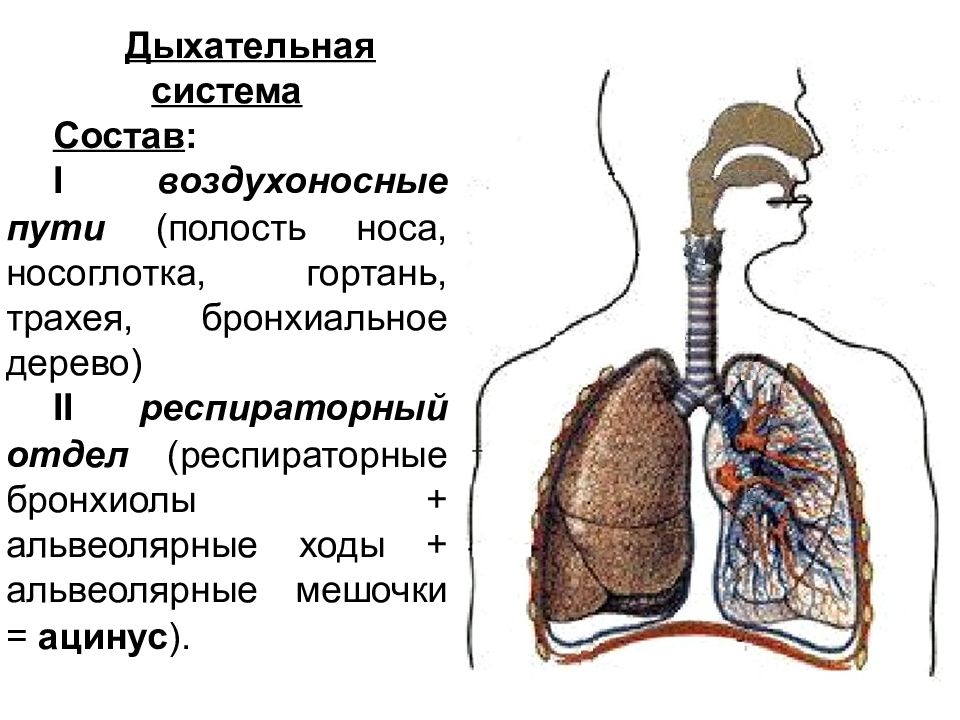 Дыхание 1 4 2. Воздухоносные пути дыхательной системы человека. Легкое. Воздухоносные пути и респираторный отдел.гистология. Отделы органов дыхания воздухоносные. Строение респираторного отдела дыхательной системы.