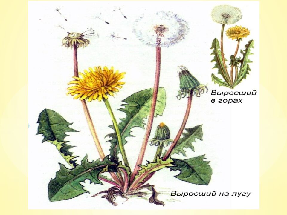 Экспресс-тест 1-й вариант 1. Случайное расхождение гомологичных хромосом при