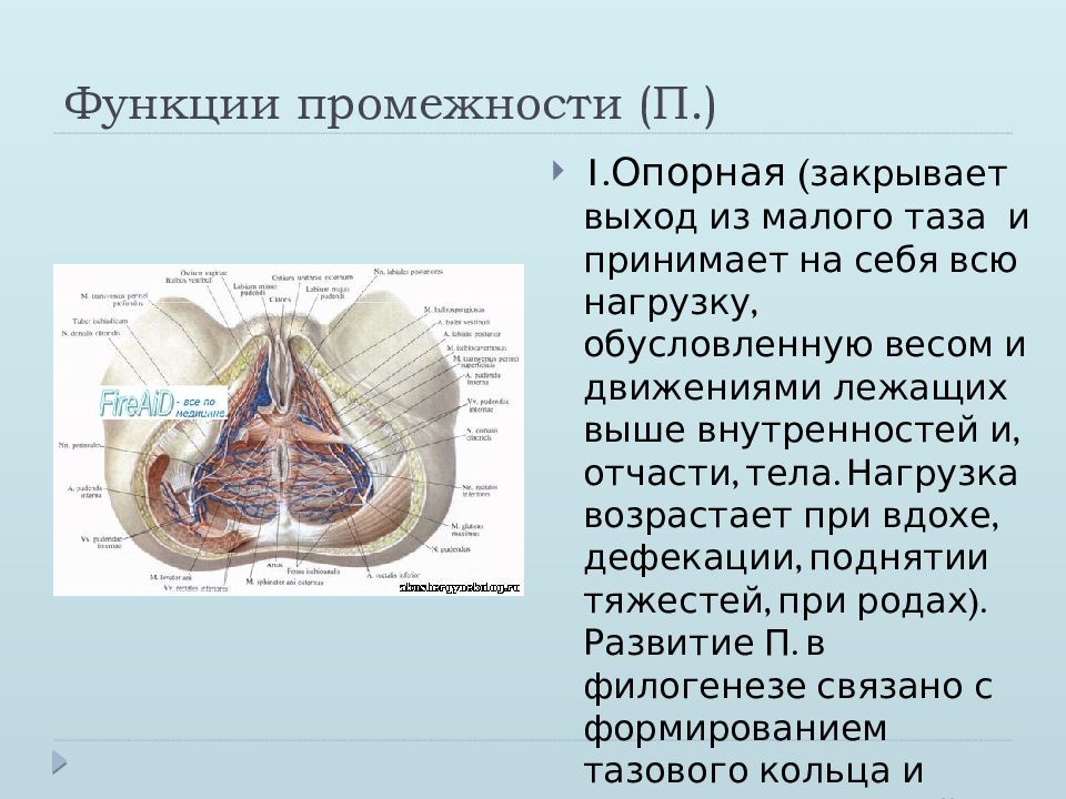 Анатомия половых органов